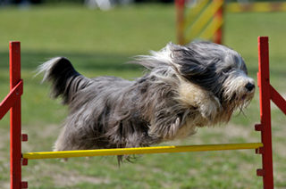 agility large