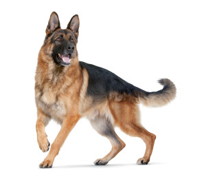 german Shepard