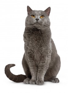 CHARTREUX_5584