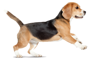 beagle_14970