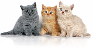 oral-health-for-kittens_articleActu