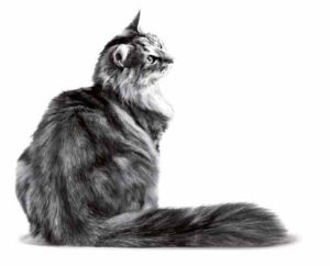 royal-canin-groomed-cat