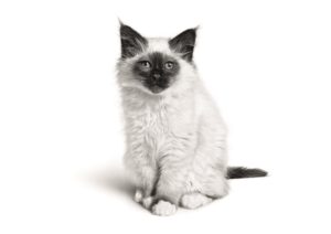 SMALL.2016-SacredBirman_Kitten_Digestion_Brand_PuppyKitten-000001