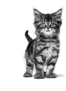 royal-canin-mainecoon-kitten