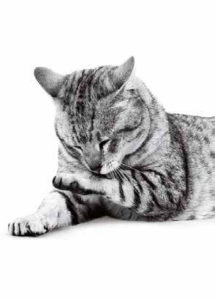 Royal-Canin-Cat-Licks-Paw