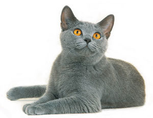 british_shorthaircat