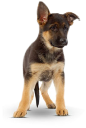 german-shep-puppy