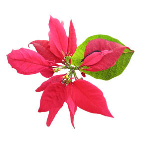 jpeg_poinsetta1-pink-flower