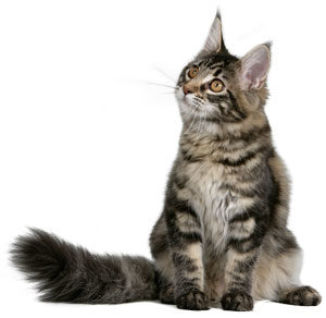 mainecoon_1116