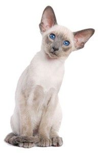 siamese_5896-200x300