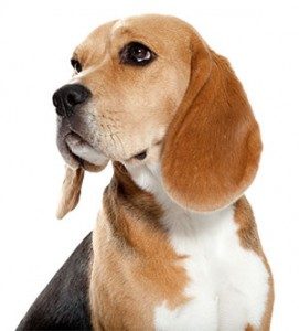 beagle