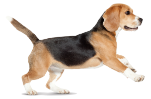 beagle_14970-300x197