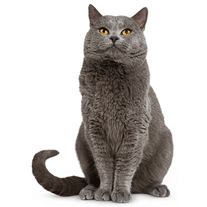 grey-cat-ROYAL-CANIN®