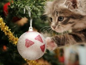 istock_tabby-cat-christmas-decoration-300x229