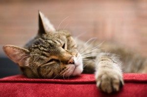 istock_tabby-cat-300x199