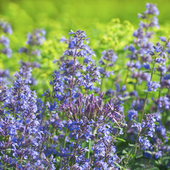 Flowers mix @ Edwards Gardens, Toronto - Ontario (June 11th, 2009)