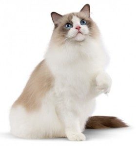 ragdoll_16412-279x300