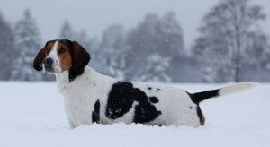 snow-dog-300x164