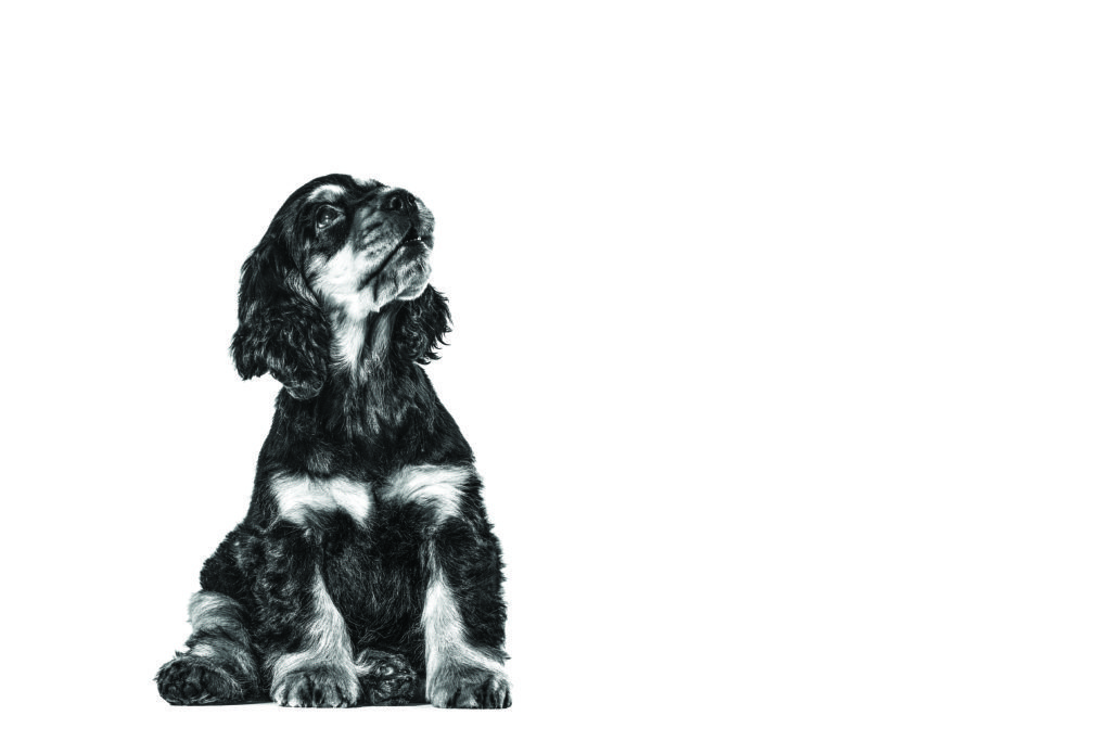 english-cocker-spaniel-ROYAL-CANIN®