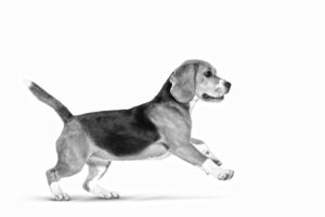 Beagle Black and white