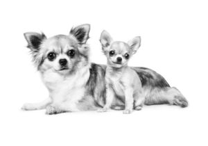 Chihuahuas ROYAL CANIN®