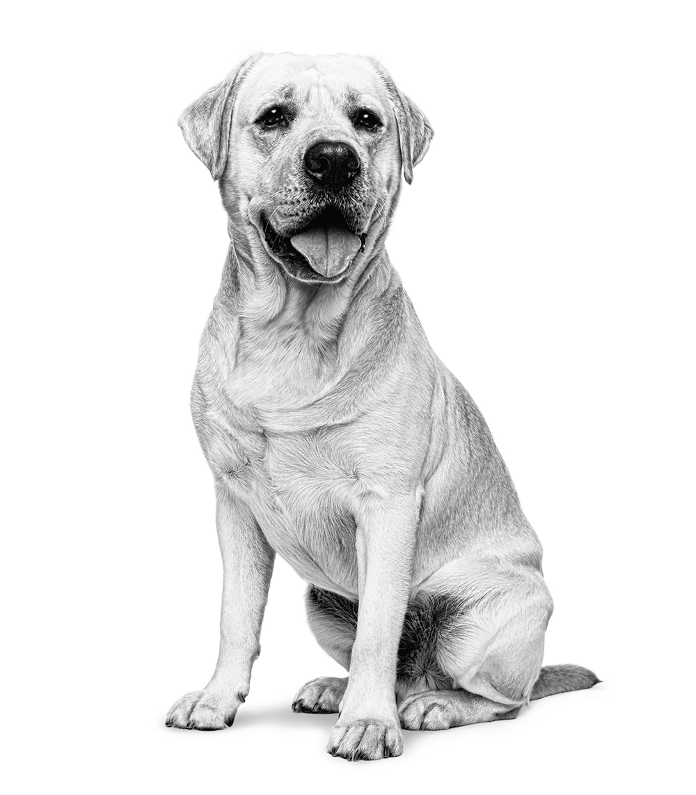 Labrador Adult