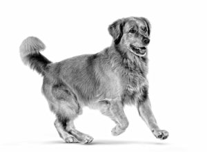 Golden Retriever ROYAL CANIN®