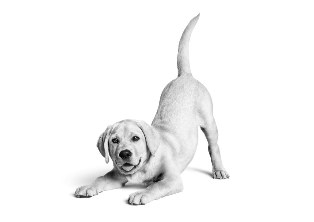 Labrador