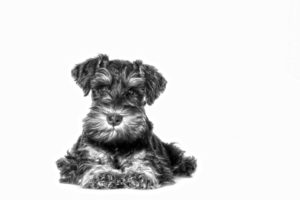 Miniature Schnauzer Temperament ROYAL CANIN®