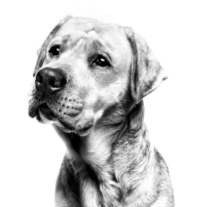 Labrador