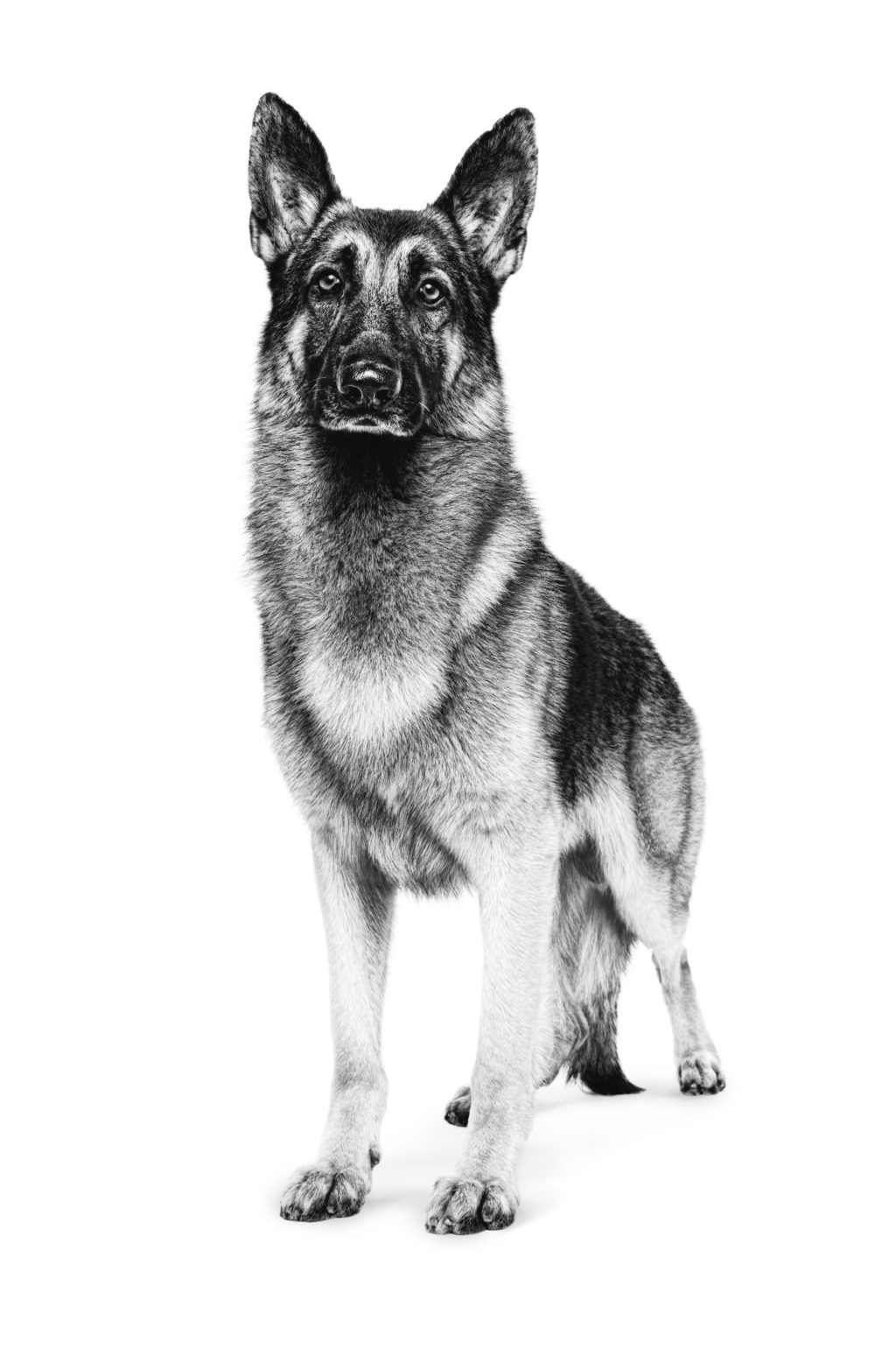 German Shepherd Adult